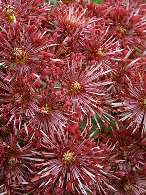 CHRYSANTHEMUM Red Carosel